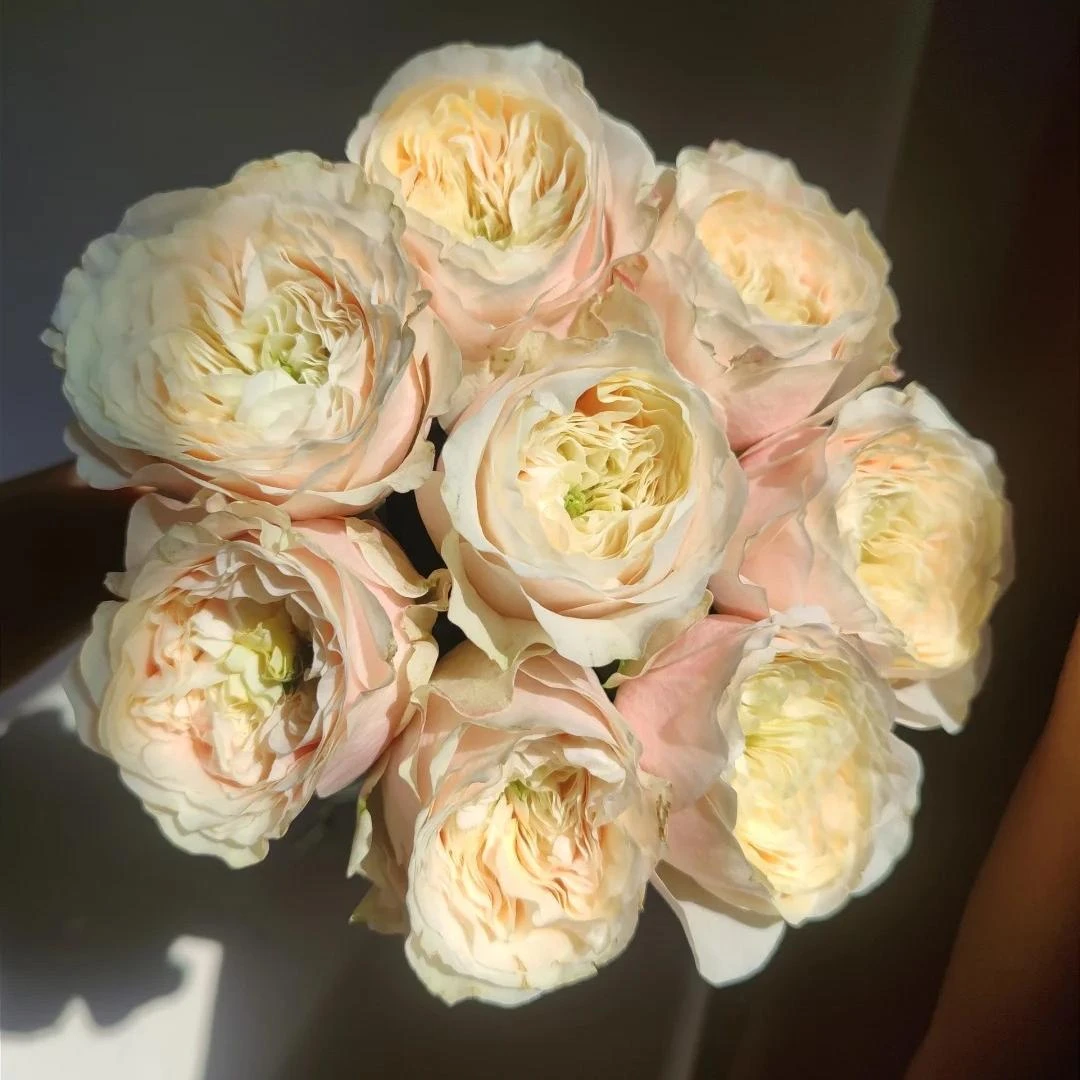 【一品花集】【艾洛尔】单头玫瑰（注意：带包装醒花哦~）