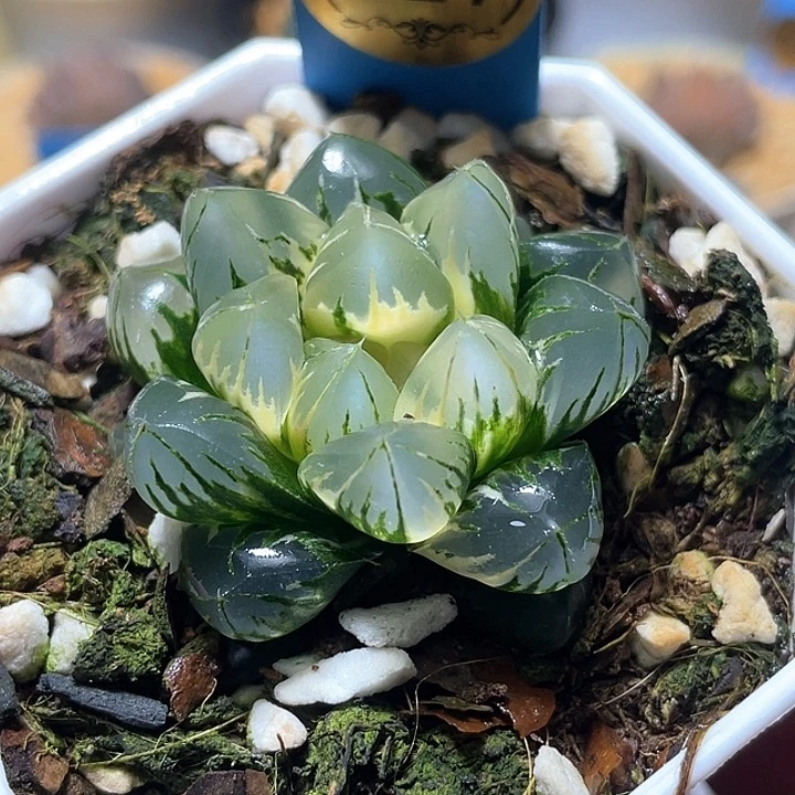 627北极之光锦特选福利。