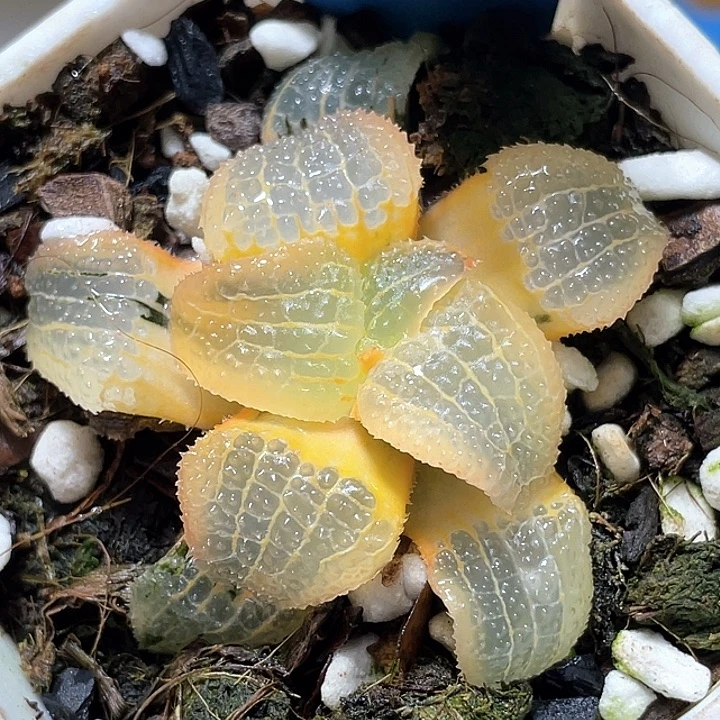 663糊斑天空之镜锦特选福利