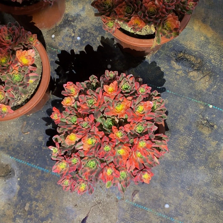 无花朵甜茶00000000000