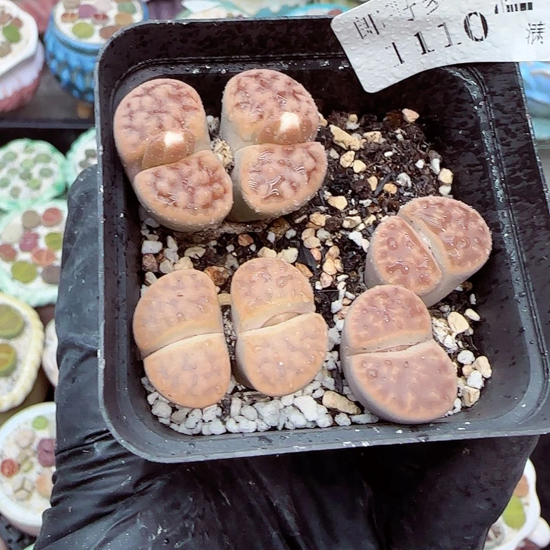 生石花满18包邮1110-218