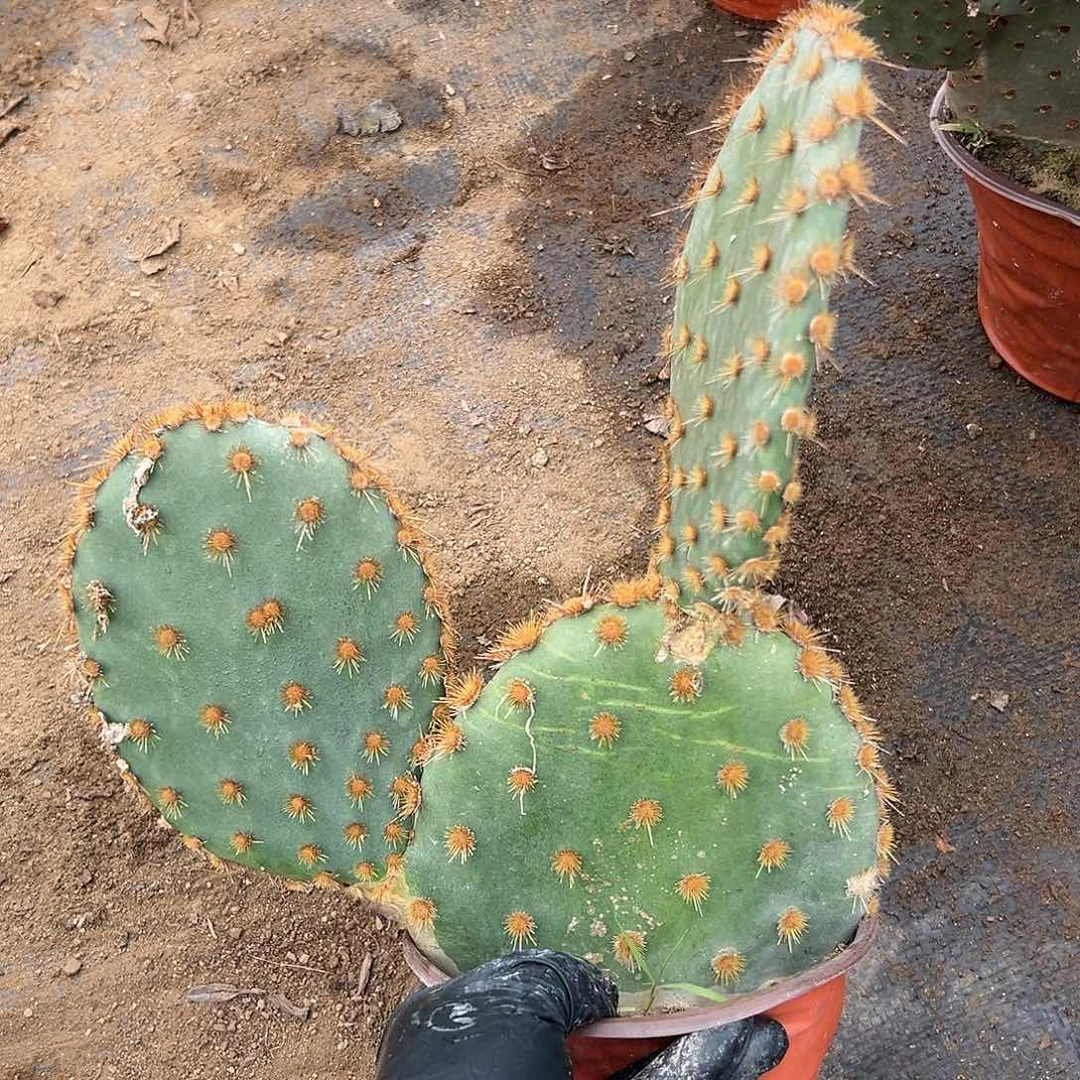 杜呃呃呃呃呃呃呃呃呃