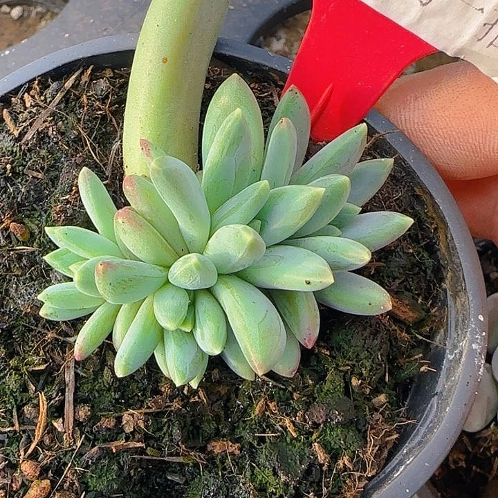 琉璃美人1100多肉植物