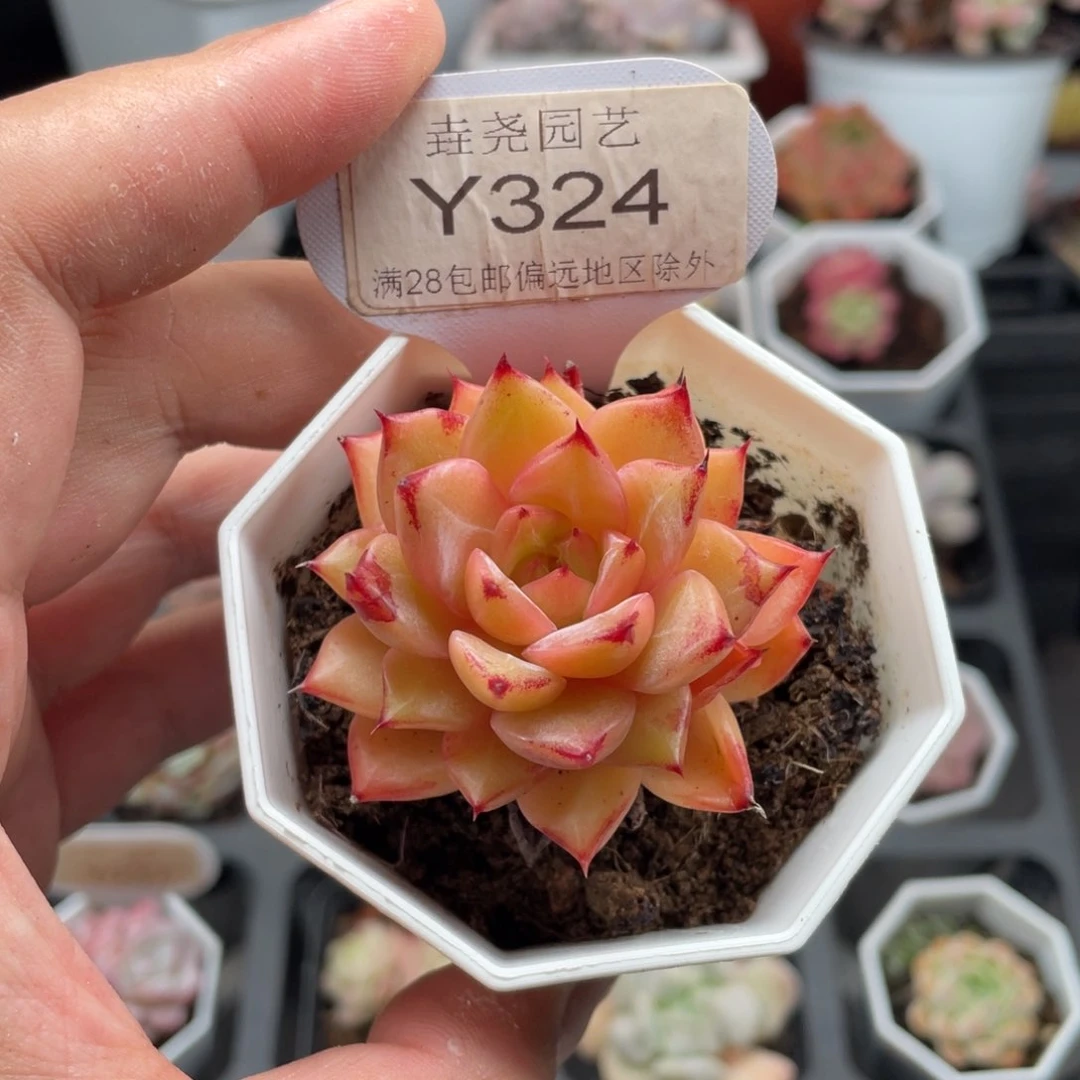 比翼鸟0324-4.5厘米