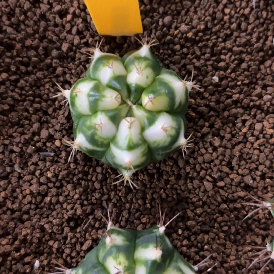 175-1224泰国发货多肉