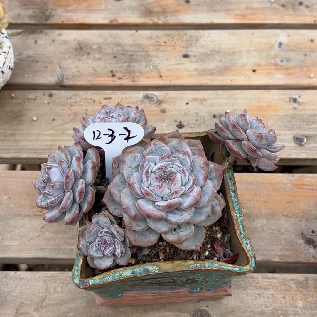 香***612-3-2石榴籽香水拍