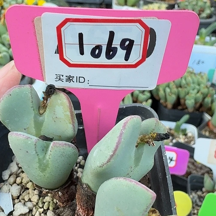 1069我摸摸摸摸我