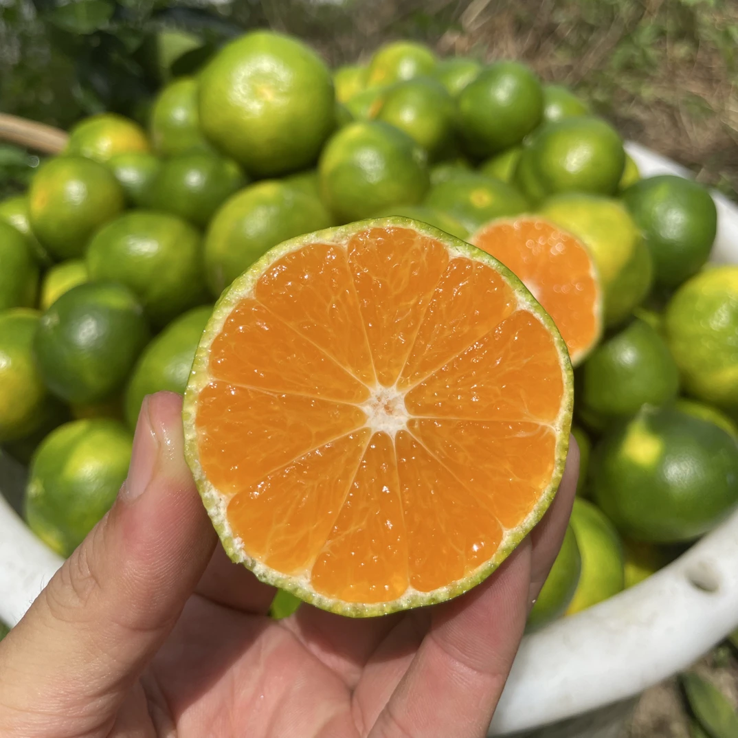 江西寻乌蜜桔现摘青皮蜜橘薄皮多汁应季水果5斤中大果