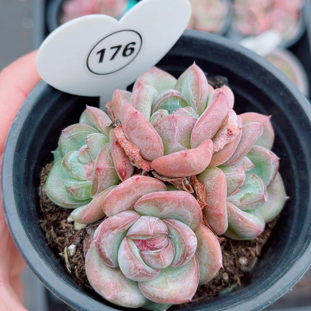 176号小老桩新品珍妮群