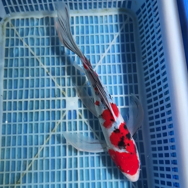 海水鱼锦鲤锦鲤锦鲤锦鲤