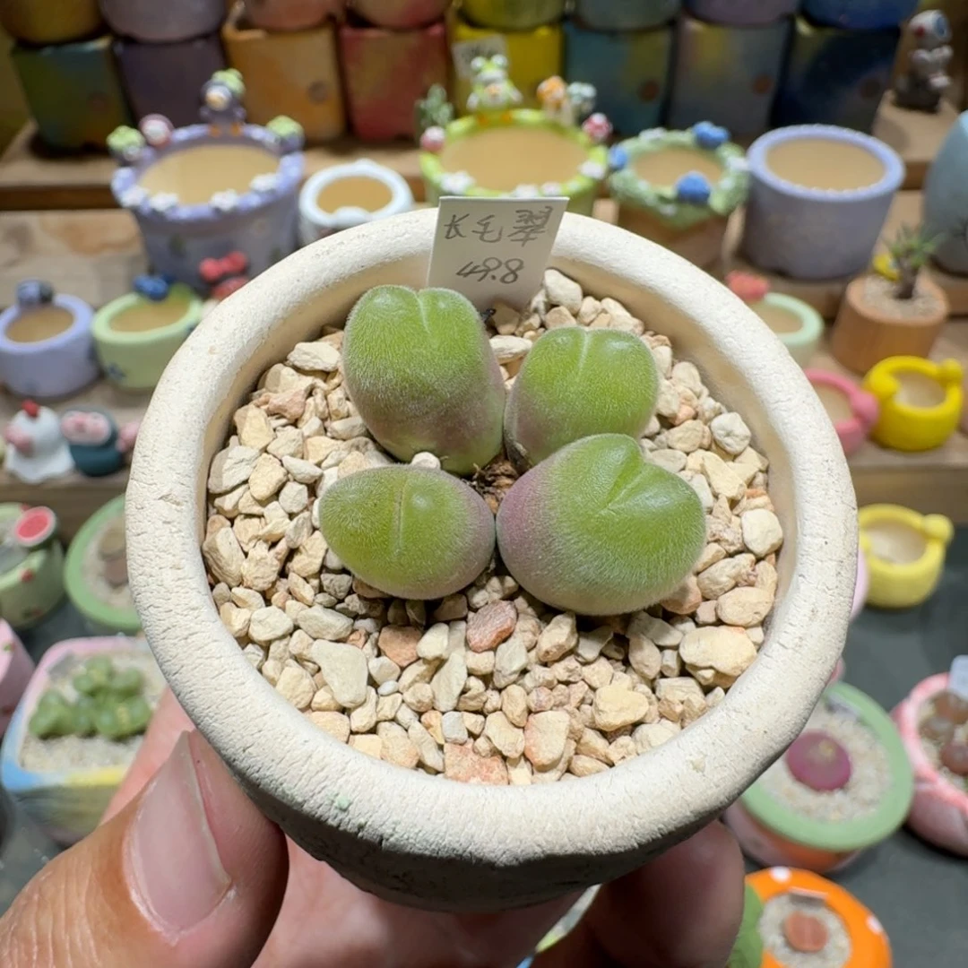 蘑菇1465长毛毛翠滴多肉植物