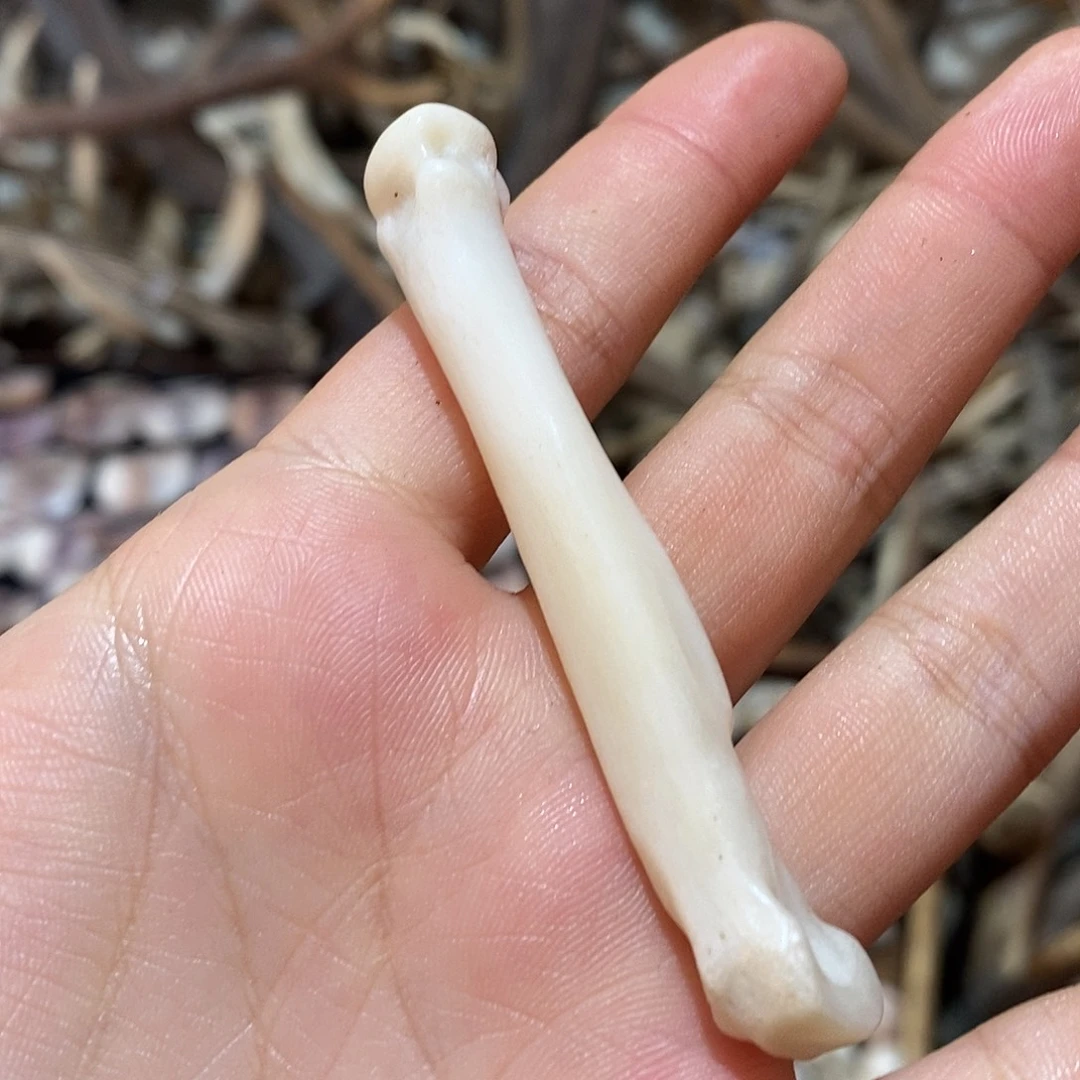 非金属骨骨骨骨骨骨
