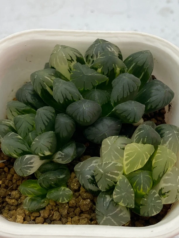 多肉植物广濑玉露锦群室内盆栽带盆