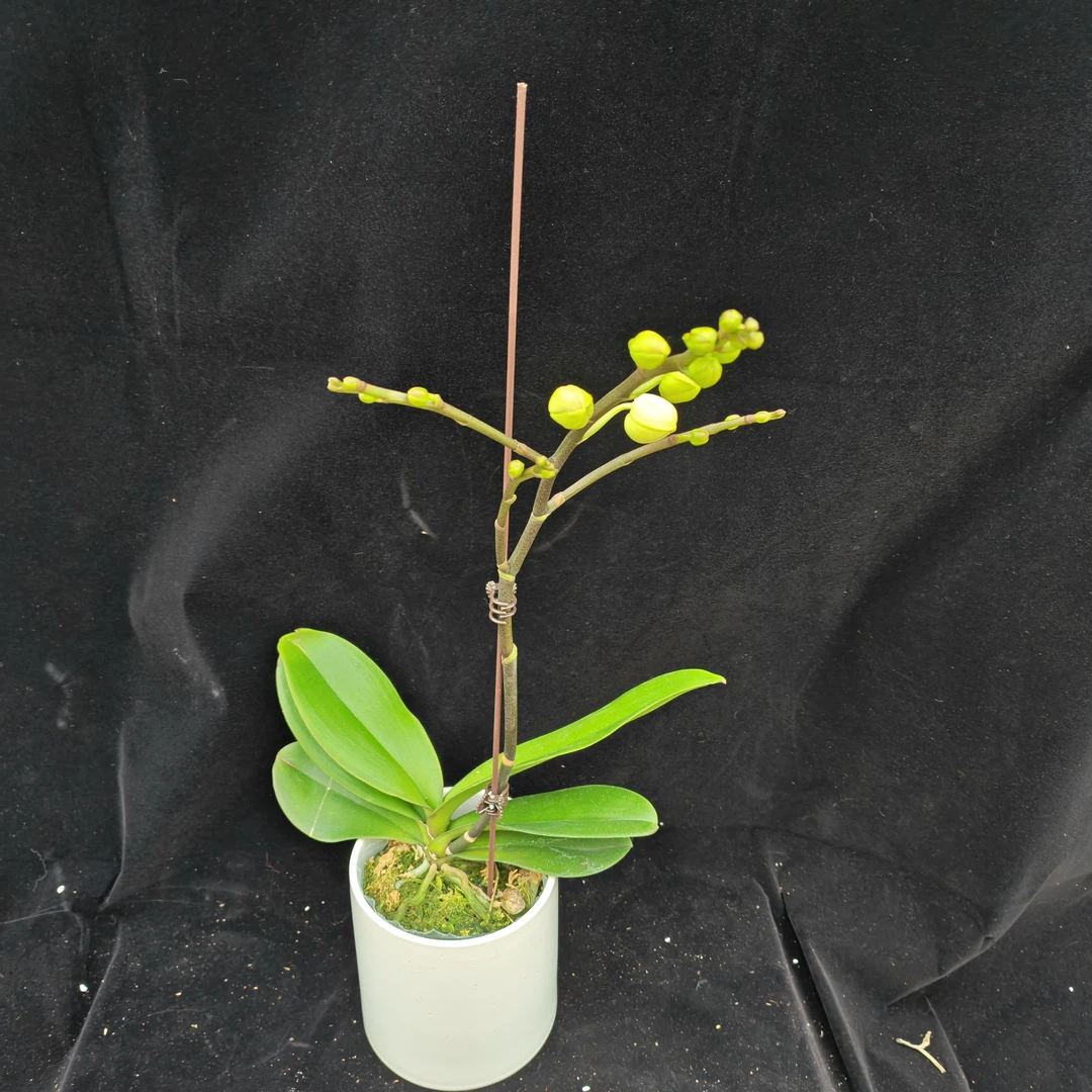 蝴蝶兰【雪玉】花苞株3.5寸杯