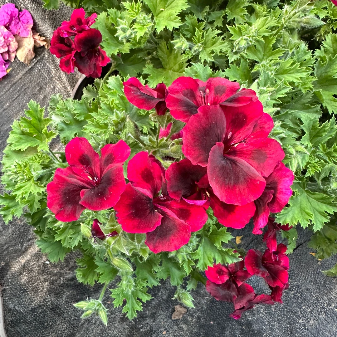 【蝴蝶梅亮红】鲜花花卉绿植盆栽