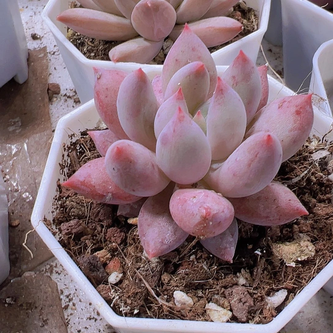 博***一钩叶新所罗门10个