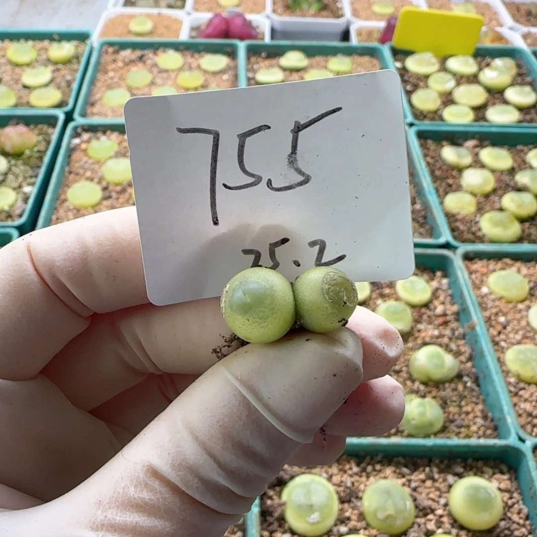 哥****斯多肉多肉多肉2025-755k