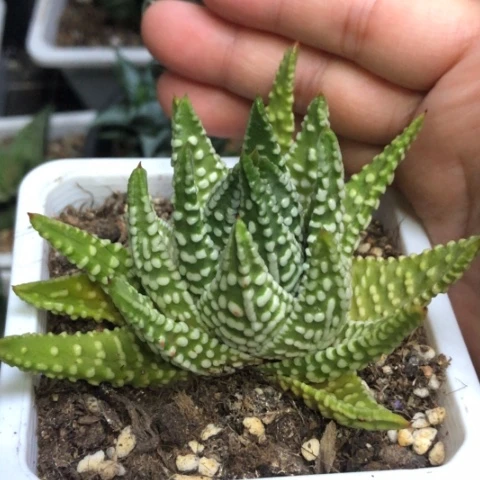 实生硬叶带盆发货哈哈