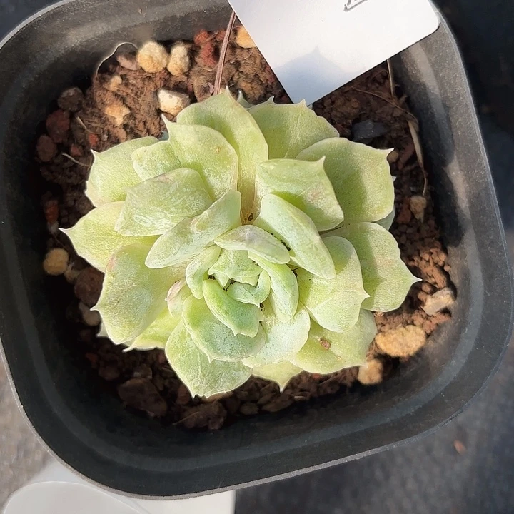 闪吼118呀呀呀呀呀呀呀