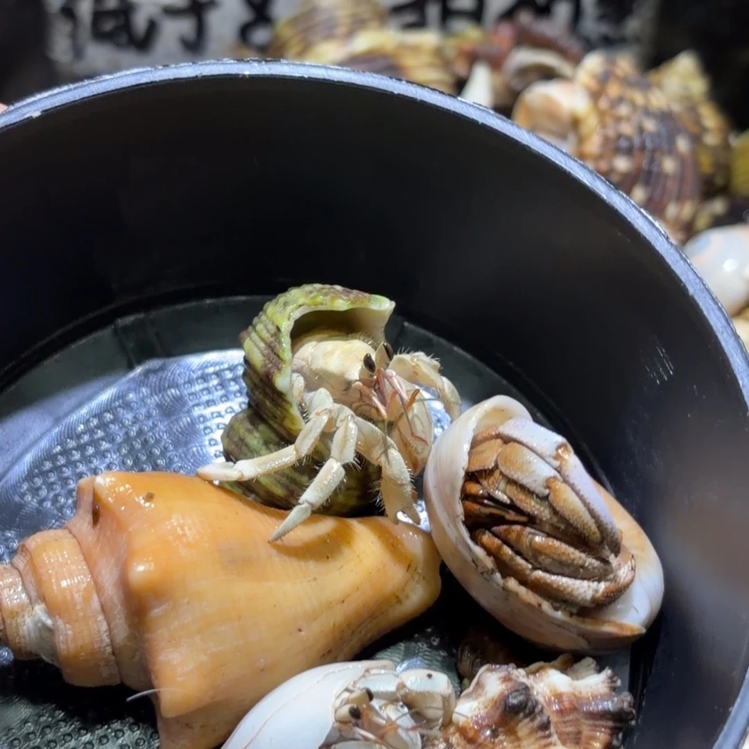 活体寄居蟹 不退不换 14
