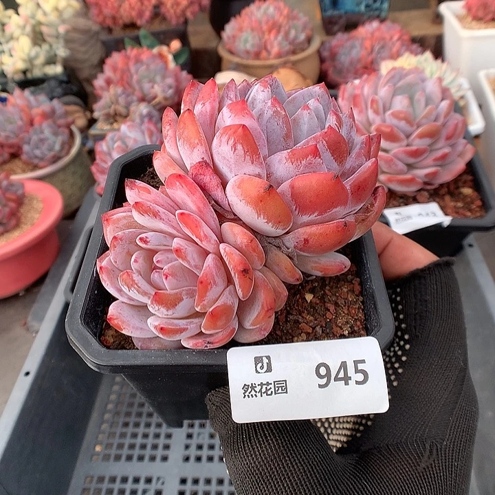 945雪天使多肉植物666