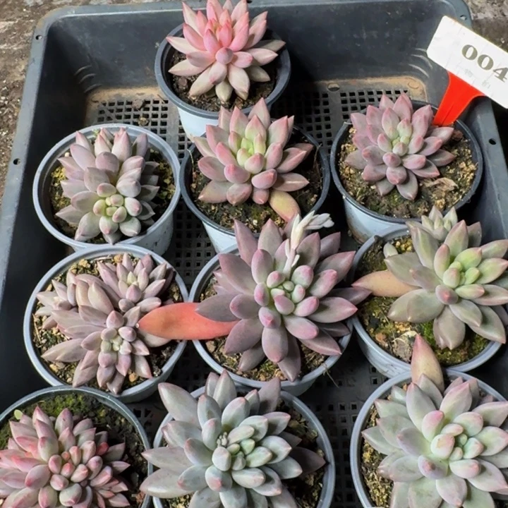 004多肉植物一物一拍