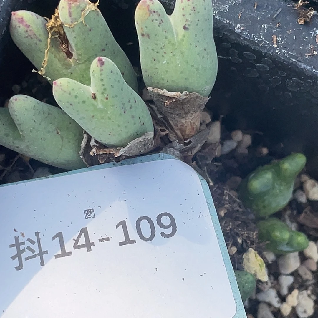 莫***白14-109肉锥多肉植物