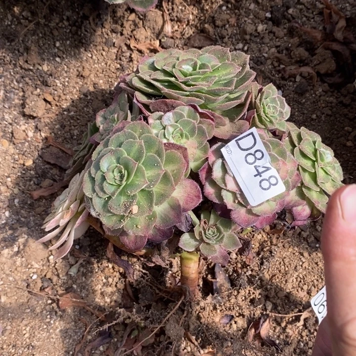 848海王七彩多肉植物