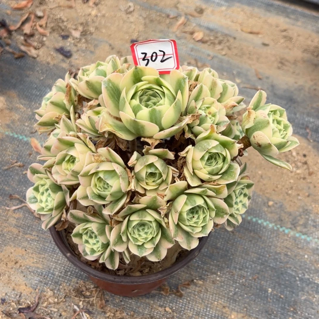 302多肉植物迈巴赫老桩