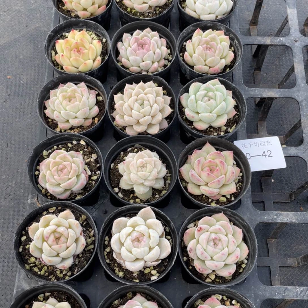 一物一拍18颗30-42