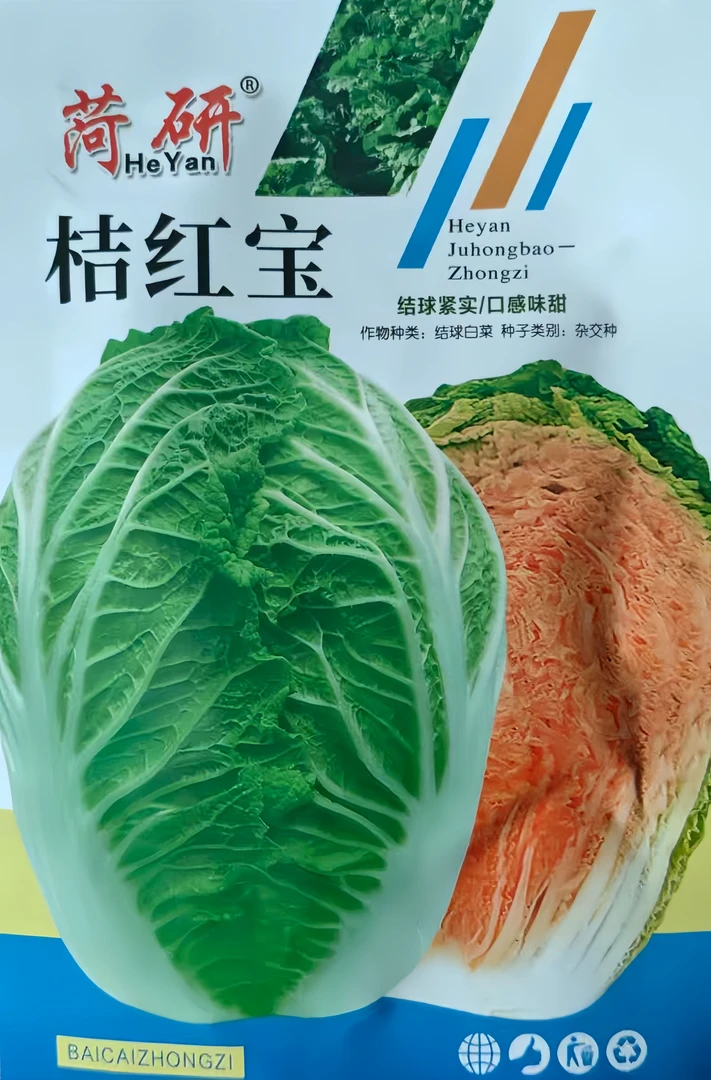 荷研桔红宝大白菜种子