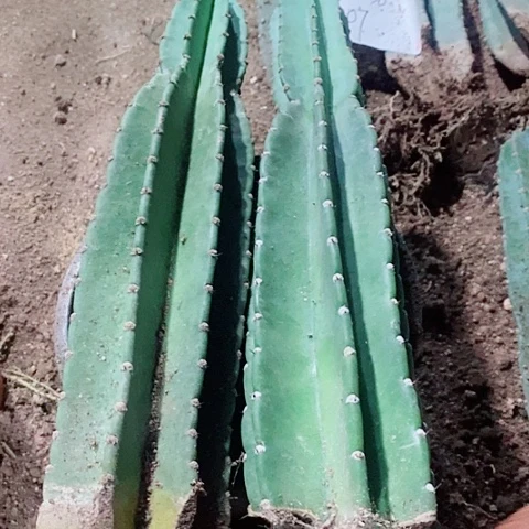 40+40量天尺微瑕款脱土011