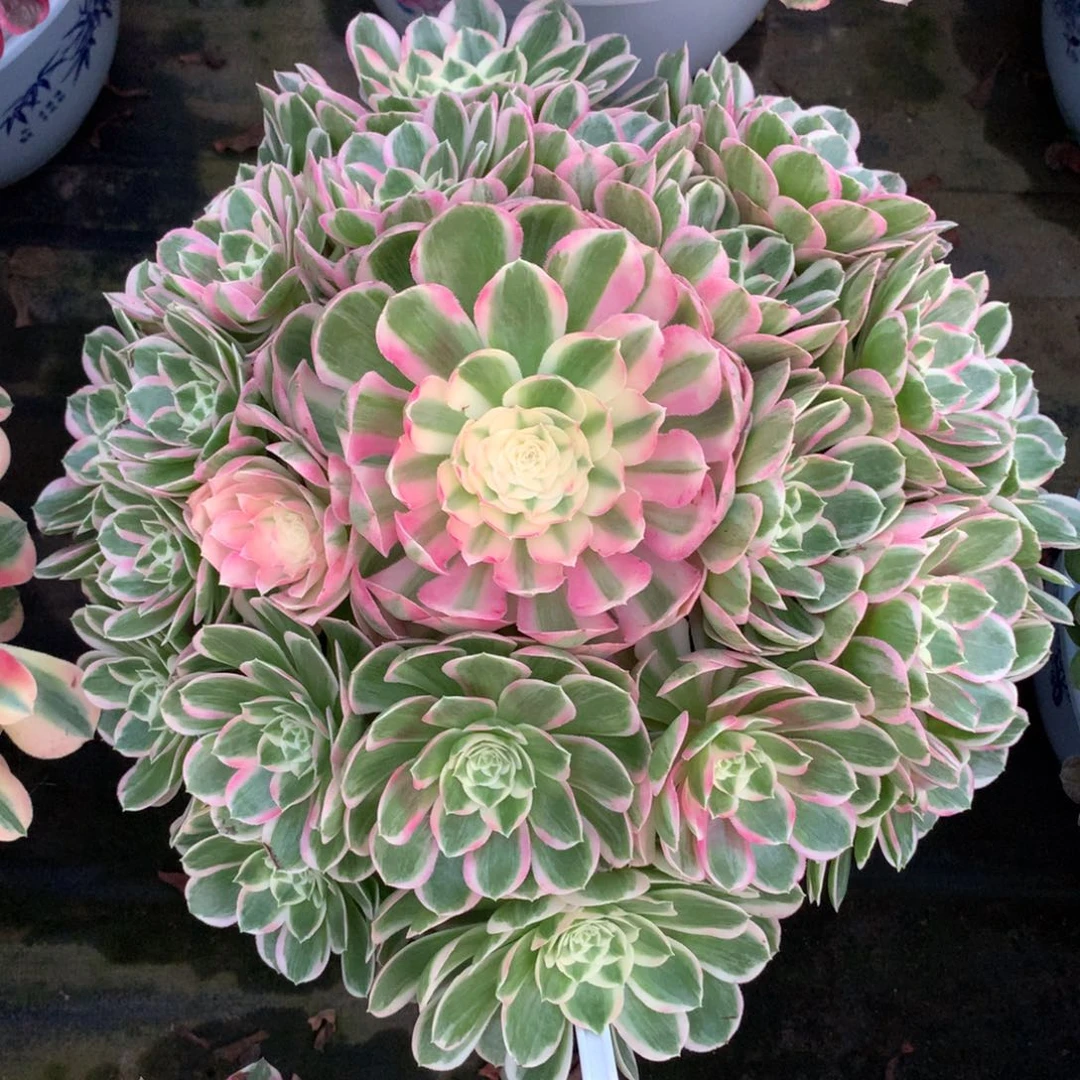 孔雀翎，多肉植物的