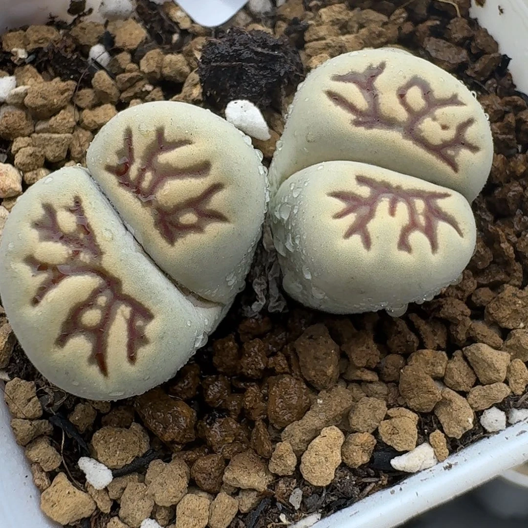 693有点干哈哈哈哈哈哈