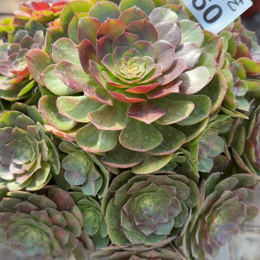 茉****红心沙拉碗老桩760肉肉肉肉