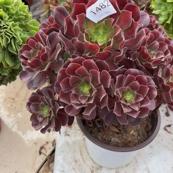 欧紫多肉处理不包断头1482