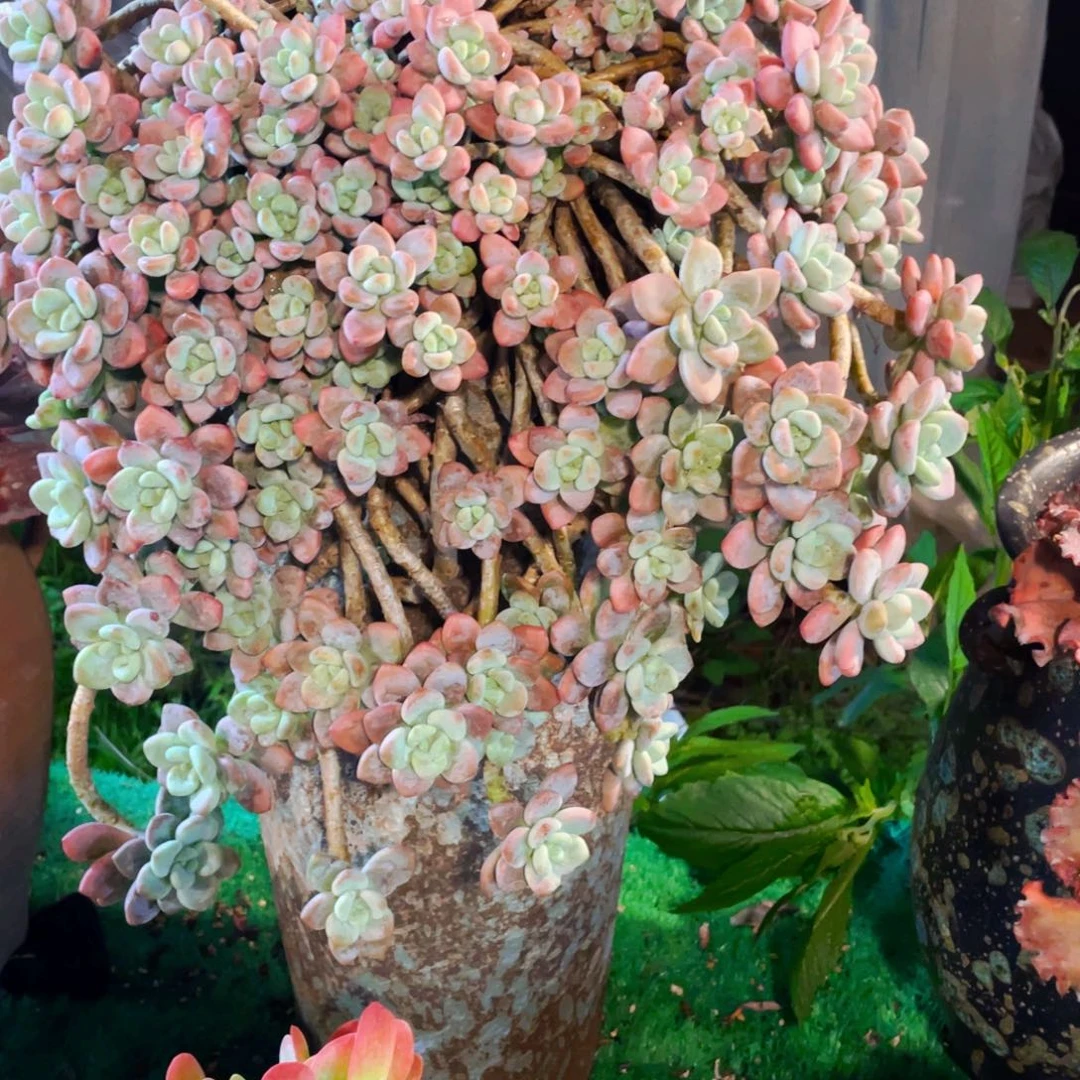 桃***）红洛神整桩整群老桩快递包邮