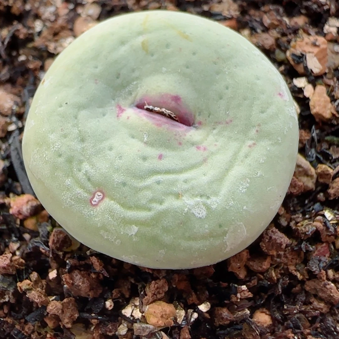 多肉大型嘟嘟嘴母本58号