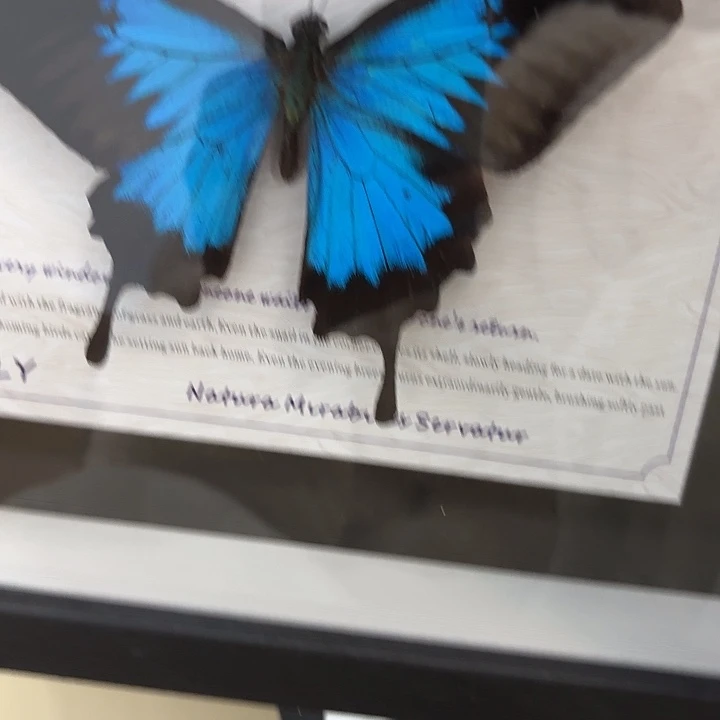 无***求蝴蝶标本定制351@
