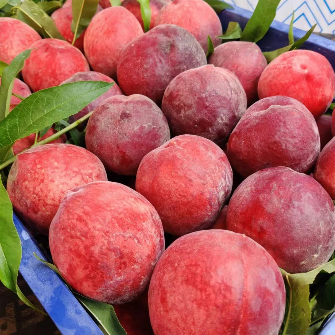 仅限长春同城外五县湖北胭脂血桃1750克湖北省