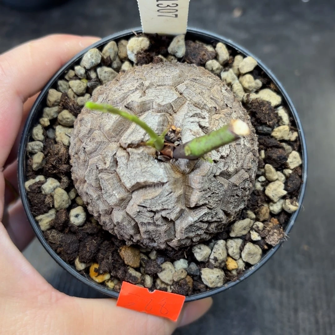 1307号龟甲龙带盆包邮