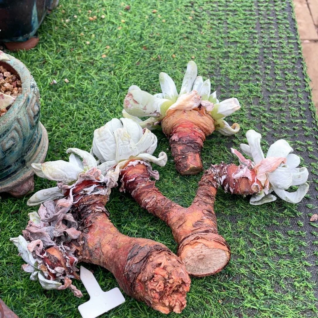 拇指粗桩群生处理