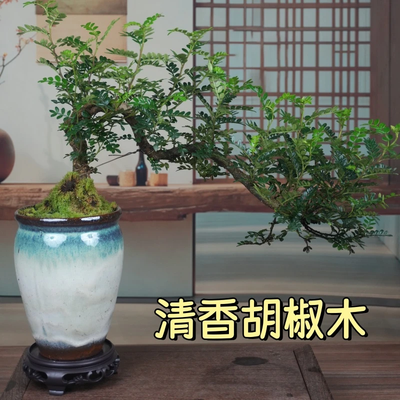清香胡椒木悬崖盆景老桩室内外盆栽植物办公室内小盆景茶桌
