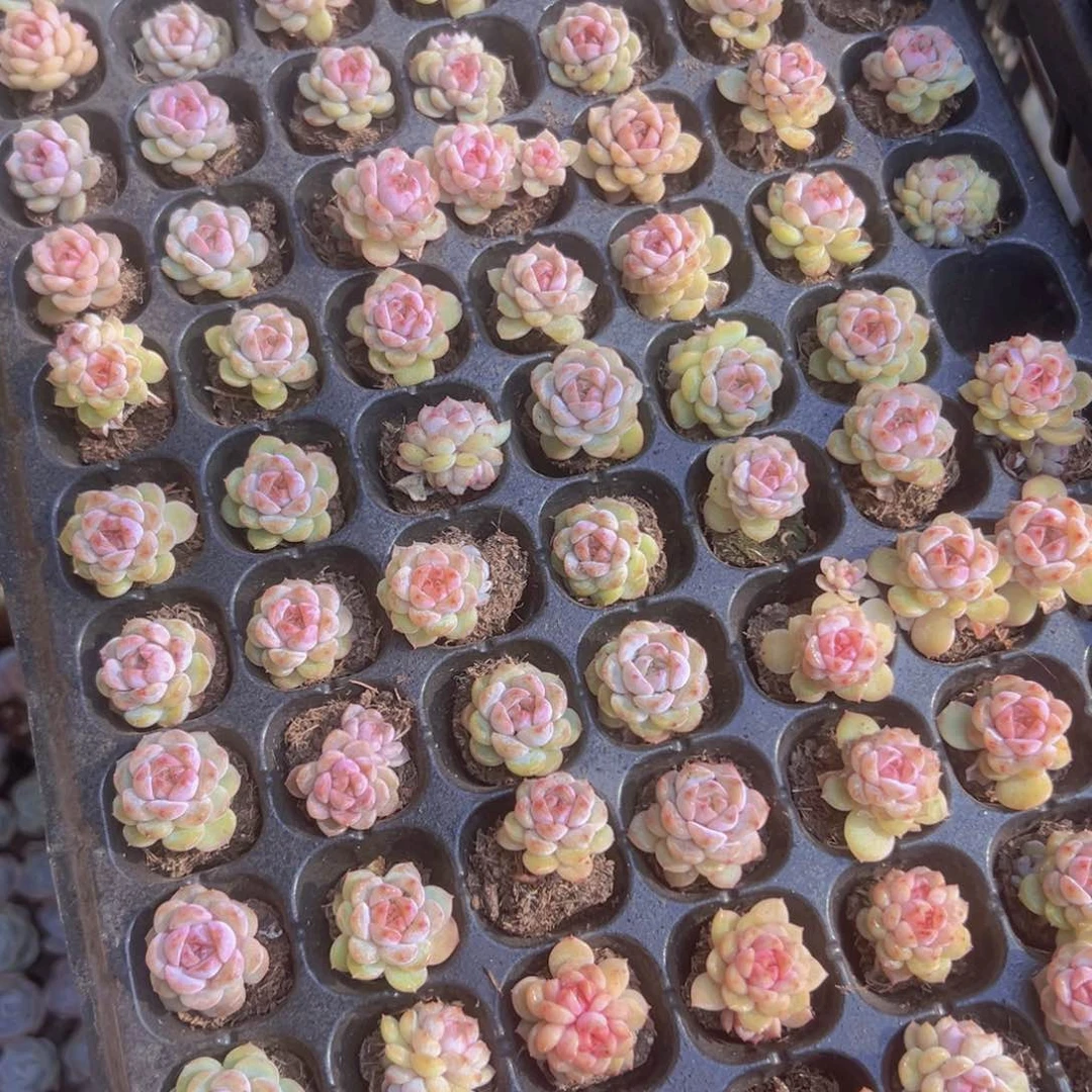 蜡像半盘精品多肉