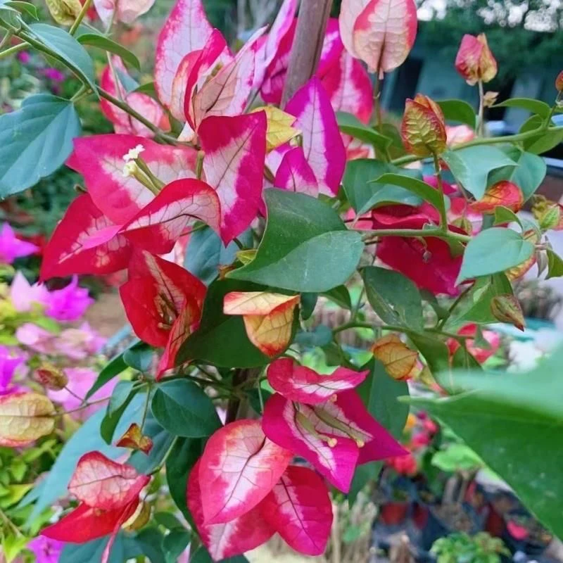 倾城美人 三角梅大苗好养易开花花卉基地  不带花