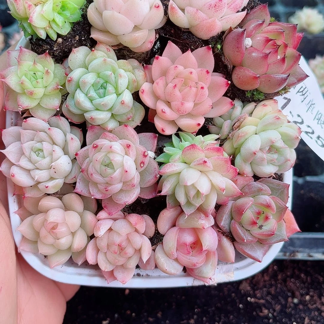 1-225 新疆西藏内蒙不发12.8包邮2-3公分多肉