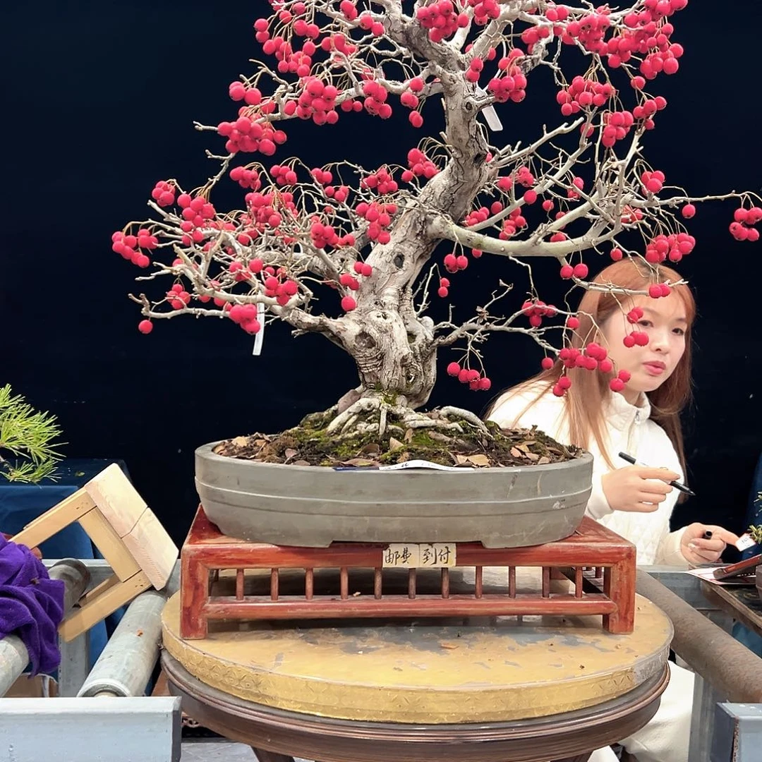 E***c无花朵杜鹃花的诗作