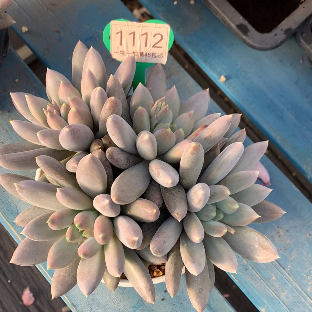 彩胖体哥特萝莉开播福利