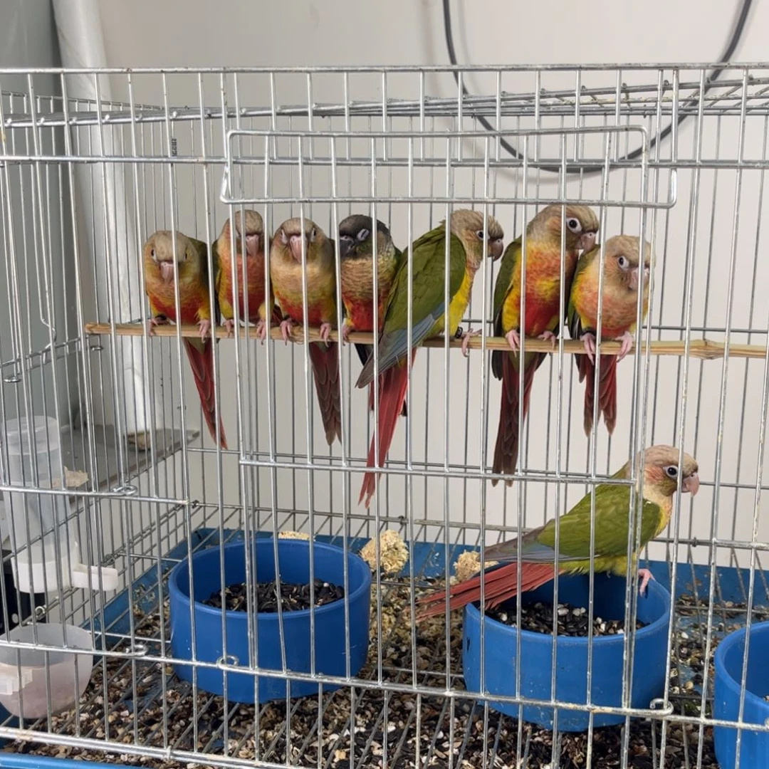 玄凤鹦鹉/鸡尾鹦鹉