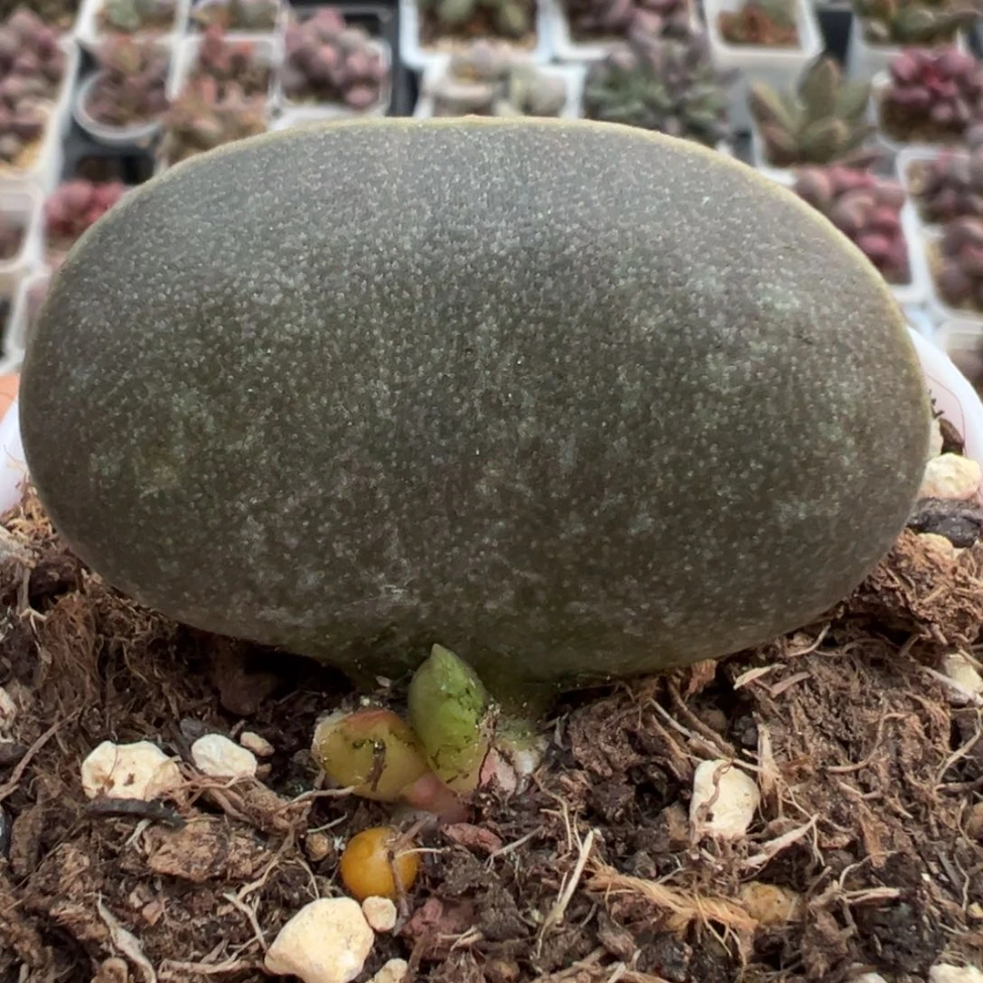 满斑花蛋多肉植物水泡